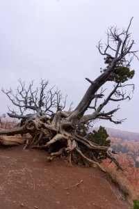 20210427BryceCanyonNP106.jpg