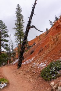 20210427BryceCanyonNP165.jpg