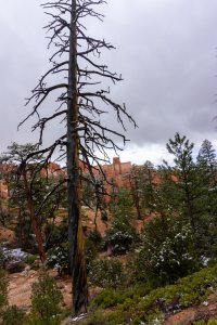 20210427BryceCanyonNP167.jpg