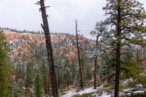 20210427BryceCanyonNP177.jpg